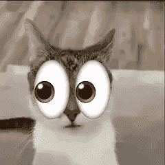 Cat Cats