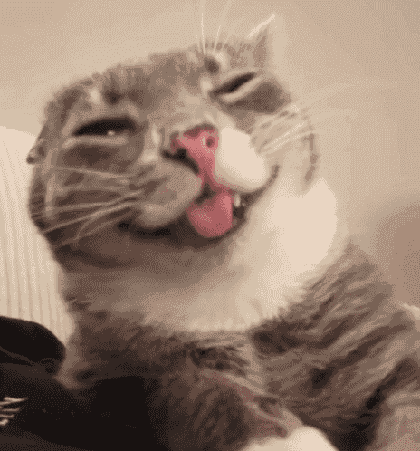 Cat Tongue Cat Lick
