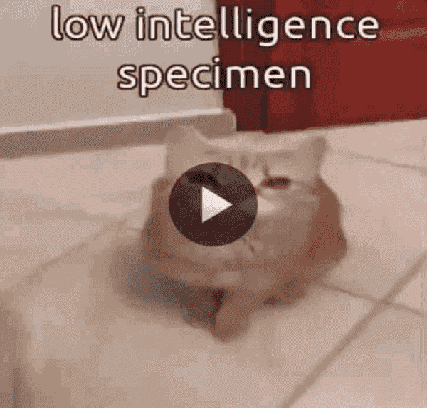 low iq