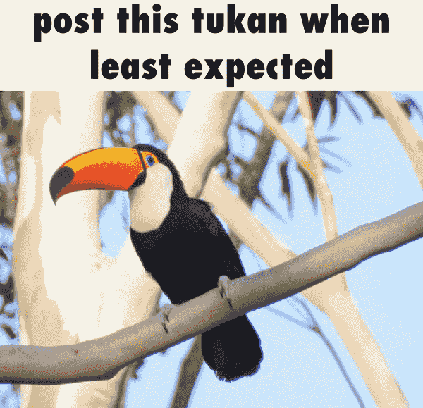 post this tukan when least expected