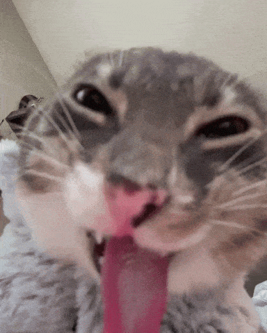 Rigby Cat