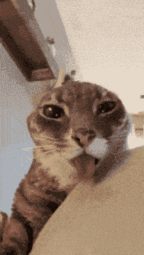 Rigby Stare Rigby The Cat